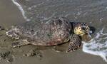 Λήμνος: Εντοπισμός νεκρής θαλάσσιας χελώνας στη παραλία του Κότσινα
