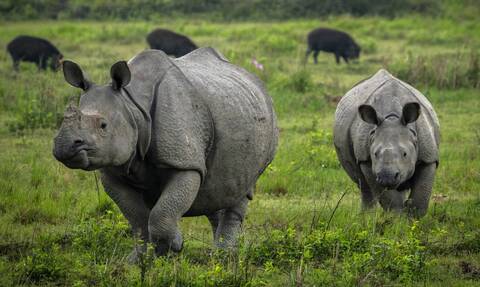 Ινδία: «Σαφάρι» για τη διάσωση και την καταγραφή των ρινόκερων