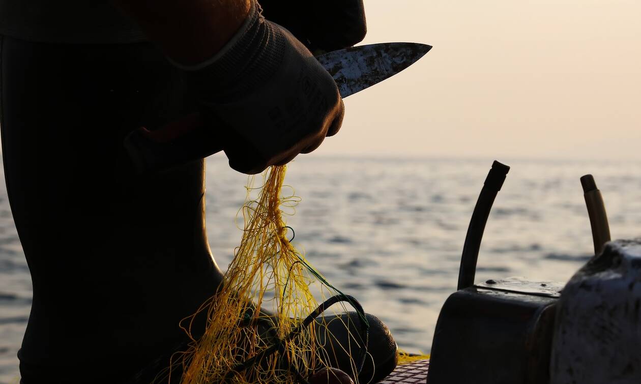 Κρήτη: Εμφάνιση λαγοκέφαλων - Ανησυχούν οι ψαράδες