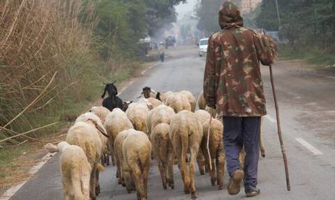 Ζωοτροφές: Στο ΦΕΚ η ενίσχυση των κτηνοτρόφων – Οι δικαιούχοι