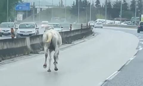 Άλογο βγήκε… βόλτα στην Ε.Ο. Θεσσαλονίκης - Μουδανιών (video)