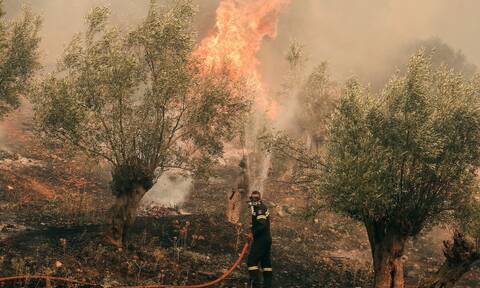 Αγρότες: Προκαταβολές αποζημίωσης 20,3 εκατ. ευρώ σε 1.463 δικαιούχους πληττόμενους από πυρκαγιές