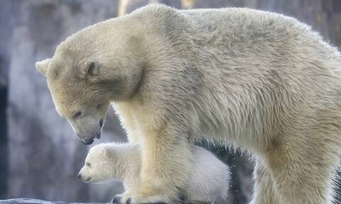 Καναδάς: Η αστυνομία σκότωσε πολική αρκούδα που «έκοβε βόλτες» στο Κεμπέκ