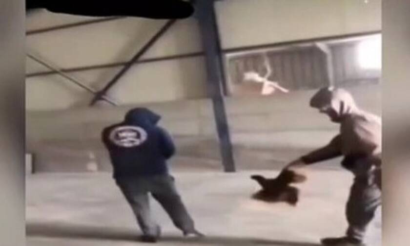 Εύβοια - Νέο εξοργιστικό βίντεο κακοποίησης ζώου: «Έσπαγαν πλάκα» βασανίζοντας πτηνό