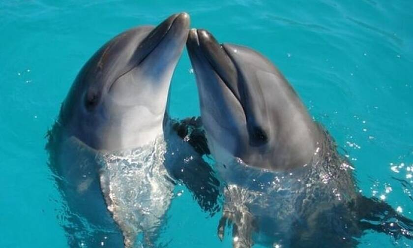 Δελφίνια εντοπίστηκαν να ερωτοτροπούν έχοντας μία ανακόντα στο στόμα τους