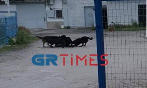 Θεσσαλονίκη: Δημόσιος κίνδυνος φονικά Ροτβάιλερ - «Κατασπάραξαν τον σκύλο μου»