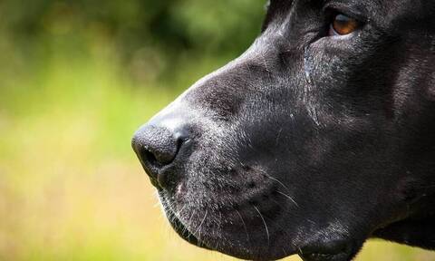 Ηπατίτιδα σε παιδιά: Η αύξηση κρουσμάτων συνδέεται με επαφή με σκύλους;