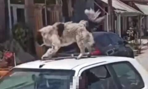 Καρδίτσα: Χειροπέδες στον άνδρα που ανέβασε σκύλο σε οροφή αυτοκινήτου εν κινήσει
