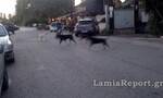 Ράχες - Λαμία: Επίθεση σε άνδρα από αδέσποτο σκύλο στην παραλία