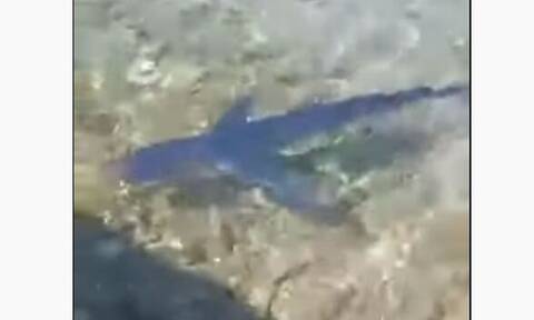 Αιτωλοακαρνανία: Γαλάζιος καρχαρίας εμφανίστηκε στον Μύτικα