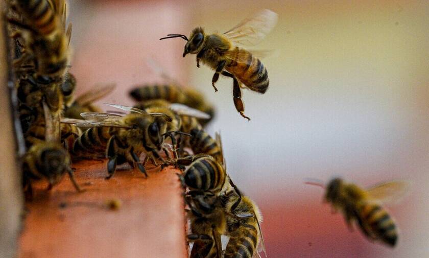Τραγικός θάνατος για εργάτη στις ΗΠΑ: Πέθανε από τσιμπήματα μελισσών – Τον τσιμπούσαν για 10 λεπτά