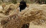 Επισιτιστική κρίση: Αποκάλυψη τώρα για τη «βιβλική» πρόκληση που αντιμετωπίζει ο πλανήτης
