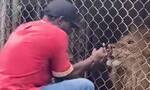 Τζαμάικα: Υπάλληλος ζωολογικού κήπου «πλήρωσε» με το δάχτυλό του τα παιχνίδια με το λιοντάρι (vid)
