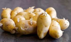 Πατάτες: Μην τις καταναλώσετε αν δείτε αυτά τα σημάδια (video)
