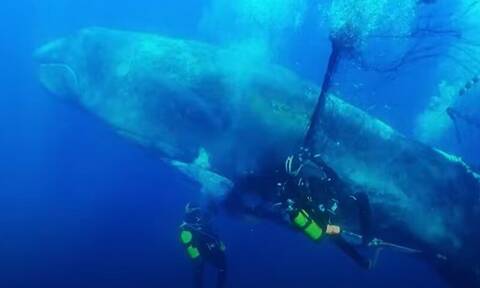Ισπανία: Δύτες διέσωσαν φάλαινα που είχε παγιδευτεί σε παράνομο δίχτυ - Εντυπωσιακό βίντεο