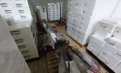 Κερατσίνι: Κατασχέθηκαν 1.039 κιλά ερυθρού τόνου που είχε αλιευτεί παράνομα