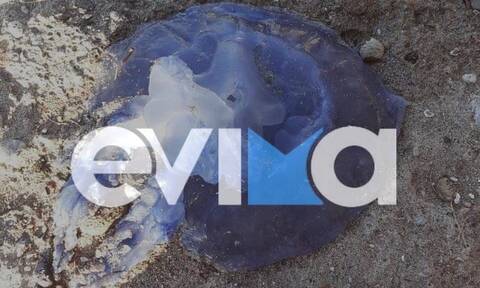 Εύβοια: Μωβ μέδουσες εμφανίστηκαν και στον Ευβοϊκό