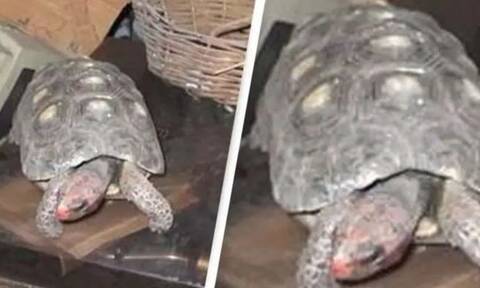 Βρήκαν στη σοφίτα την εξαφανισμένη τους χελώνα 30 χρόνια μετά