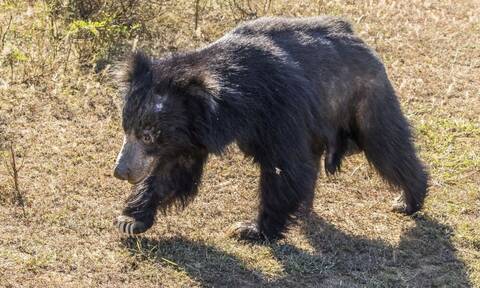 Ινδία: Τρόμος σε δάσος - Αρκούδα κατασπάραξε ανδρόγυνο