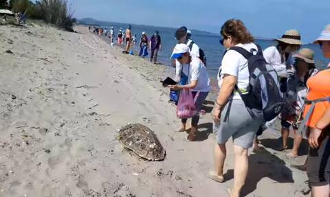 Γέμισε με νεκρές χελώνες ο Κυλλήνιος Κόλπος - Αποκρουστικό θέαμα για τους πεζοπόρους