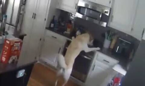 Σκύλος άναψε την κουζίνα και έβαλε φωτιά στο σπίτι - Βίντεο από τη στιγμή