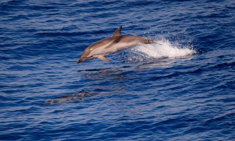 Τέσσερα δελφίνια συνόδευσαν το καραβάκι «Αργώ» στον Θερμαϊκό Κόλπο