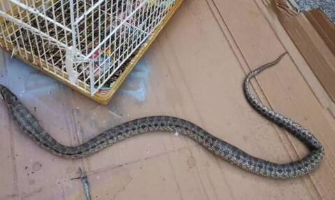 Λάρισα: Φίδι μπήκε σε σπίτι και έφαγε ένα καναρίνι - Ο ιδιοκτήτης περιέγραψε την αιφνίδια επίσκεψη