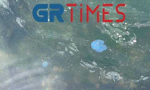 Γαλάζιες μέδουσες: Κολυμπούν στο Θερμαϊκό - Τι μας προκαλούν ακόμα και αν δεν μας αγγίξουν