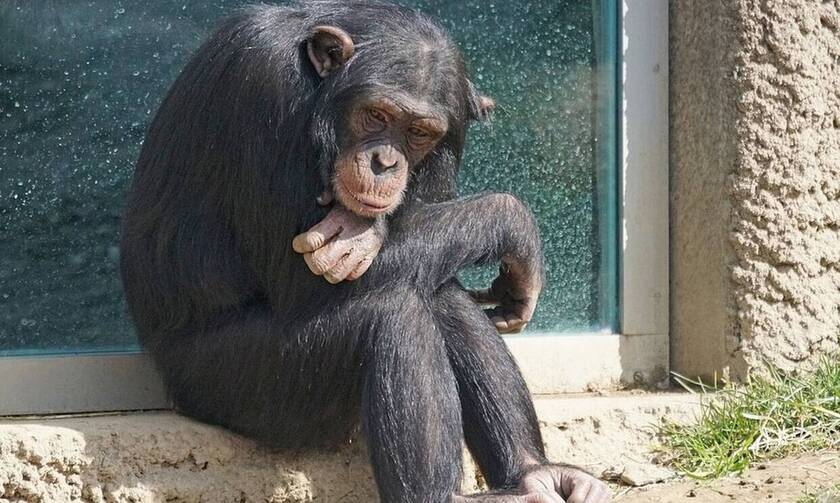 Αττικό Ζωολογικό Πάρκο: Σκότωσαν χιμπατζή - Είχε βγει από το κλουβί του