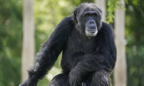 Αττικό Ζωολογικό Πάρκο: Έντονες αντιδράσεις για τη θανάτωση του χιμπατζή - Τι απαντάει ο Λεσουέρ