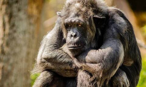 Η θανάτωση του χιμπατζή είναι μία ιστορία ντροπής και εκμετάλλευσης