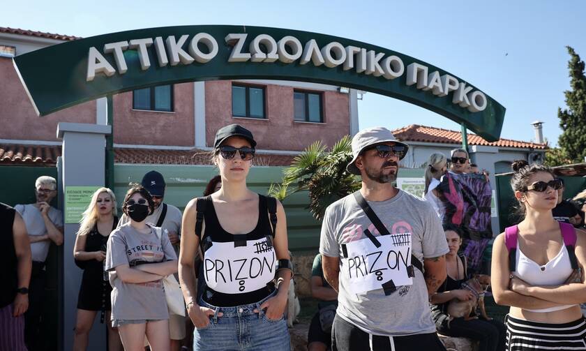 Αττικό Ζωολογικό Πάρκο: Συγκέντρωση διαμαρτυρίας για τη θανάτωση του χιμπατζή (pics)