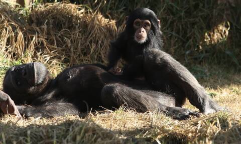 Αττικό Ζωολογικό Πάρκο: Προανάκριση για τον θάνατο του χιμπατζή - Τι λέει η ΕΛ.ΑΣ για το συμβάν