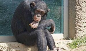 Αττικό Ζωολογικό Πάρκο: «Έγκλημα χωρίς λογική» η θανάτωση του χιμπατζή - Συνεχίζονται οι έρευνες