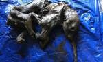 Kαναδάς: Βρέθηκε άθικτο μωρό μαμούθ της εποχής των Παγετώνων ηλικίας 35.000 ετών