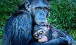 Αττικό Πάρκο: «Πόλεμος» του ιδρυτή του και της Φιλοζωικής για τον χιμπατζή - «Μπορούσε να σωθεί»