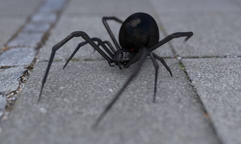 Σέρρες: Περιπέτεια για αγρότη – Τον τσίμπησε αράχνη «μαύρη χήρα» και τον έστειλε στο νοσοκομείο