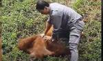 Βιετνάμ: Φύλακας-ήρωας σώζει ουρακοτάγκο απο πνιγμό σε ζωολογικό κήπο