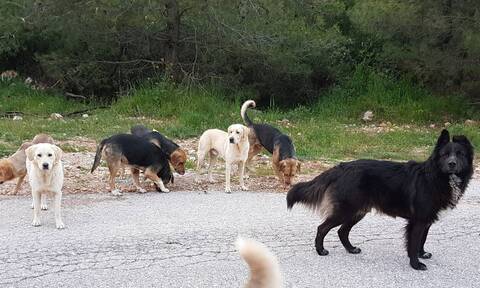 Θεσσαλονίκη: Φυλάκιση 21 μηνών, με αναστολή, στην 60χρονη που κρατούσε 16 σκυλιά σε διαμέρισμα