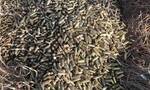Απίστευτο περιστατικό στην Κύπρο - Βρέθηκαν μέσα σε χωράφι 4.000 σφαίρες