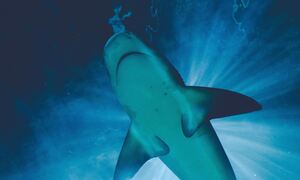 Καρχαρίας κατασπάραξε τουρίστρια μπροστά σε δεκάδες παραθεριστές