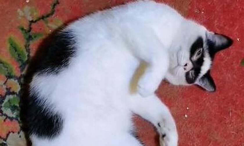 Γάτος - Ζορό έγινε viral στο Tik Tok: Έκλεψε την παράσταση με τα καμώματά του