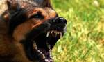 Κοζάνη: Άγρια επίθεση σκύλου σε 11χρονο παιδί - Μήνυσαν τον ιδιοκτήτη οι γονείς