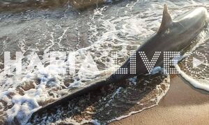 Ηλεία: Καρχαρίας ξεβράστηκε σε παραλία της Ζαχάρως - Δείτε φωτογραφίες