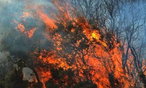 Φωτιά τώρα: Νύχτα αγωνίας στην Ηλεία – Μετρούν τις πληγές σε Φωκίδα, Πόρτο Γερμενό