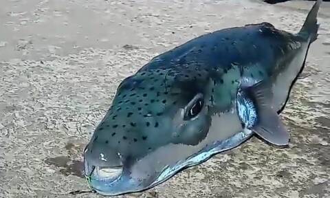 Κάλυμνος: Λαγοκέφαλος «τέρας» ψαρεύτηκε στο λιμάνι του νησιού