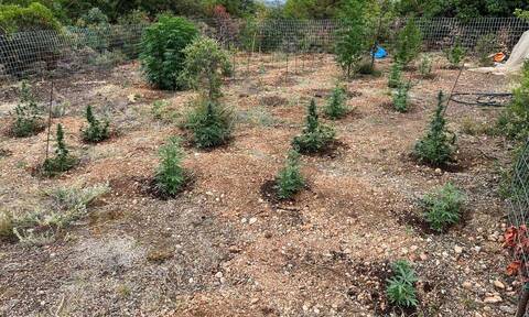 Κόρινθος: Εντοπίστηκε φυτεία με 182 δενδρύλλια κάνναβης - Δικογραφία σε έναν 30χρονο