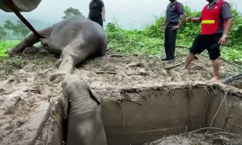 Ταϊλάνδη: Δραματική διάσωση μιας ελεφαντίνας και του μικρού της που είχε πέσει σε χαντάκι