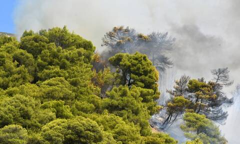 Φωτιά στην Πάτρα: Η πυρκαγιά ξεκίνησε από καμαράκι στάνης της περιοχής - Συνελήφθη ο ιδιοκτήτης