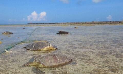 Ιαπωνία: Θαλάσσιες χελώνες βρέθηκαν «μαχαιρωμένες» σε παραλία στην Οκινάουα